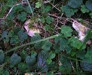 Violettstieliger Pfirsichtäubling, Foto 21