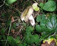 Violettstieliger Pfirsichtäubling, Foto 22