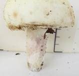 Violettstieliger Pfirsichtäubling, Foto 27