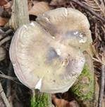 Violettstieliger Pfirsichtäubling, Foto 33