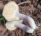 Violettstieliger Pfirsichtäubling, Foto 35
