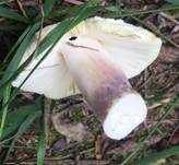 Violettstieliger Pfirsichtäubling, Foto 9