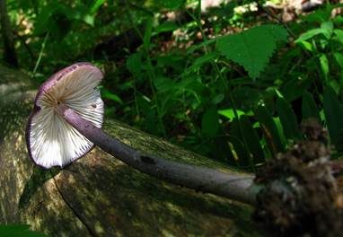 Violettstiel-Rötling, Foto 2