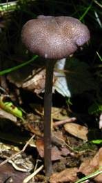 Violettstiel-Rötling, Foto 6