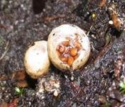 Vollgestopfter Nestling, Foto 12