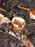 Vollgestopfter Nestling, Foto 14