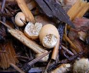 Vollgestopfter Nestling, Foto 6