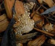 Vollgestopfter Nestling, Foto 8