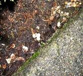 Vollgestopfter Nestling, Foto 11