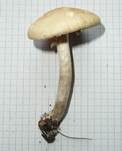 Voreilender Ackerling, Foto 12