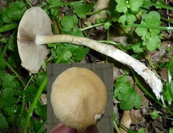 Voreilender Ackerling, Foto 5