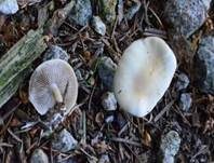 Voreilender Ackerling, Foto 39
