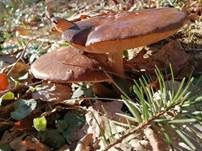 Voreilender Dachpilz, Foto 13