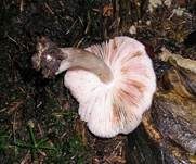 Voreilender Dachpilz, Foto 7