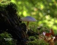 Voreilender Dachpilz, Foto 8