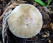 Voreilender Dachpilz, Foto 9