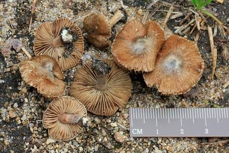 Braunblättriger Risspilz, Foto 2