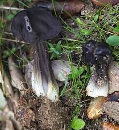 Wacholder Lorchel, Foto 2