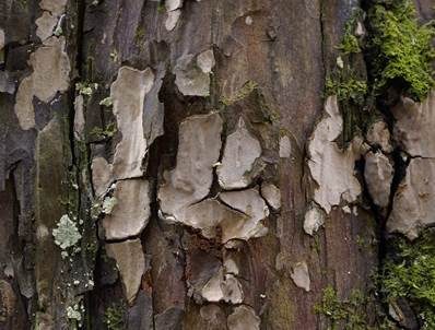 Wacholder-Schichtpilz, Foto 2