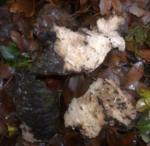 Wacholder-Schichtpilz, Foto 3