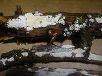 Wacholder-Zähnchenrindenpilz, Foto 6