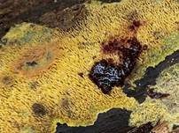Wachsgelber Fadenstachelpilz, Foto 10
