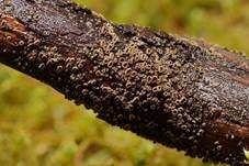 Wachsgelbes Haarbecherchen, Foto 6