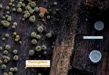 Wachsgelbes Haarbecherchen, Foto 8
