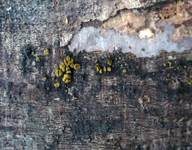 Wachsgelbes Haarbecherchen, Foto 10