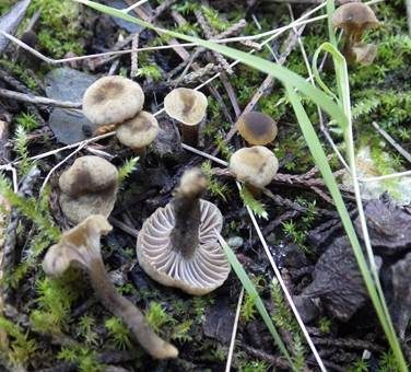 Braunblättriger Samtschneckling, Foto 3