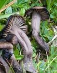 Braunblättriger Samtschneckling, Foto 4