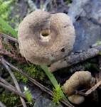 Braunblättriger Samtschneckling, Foto 6