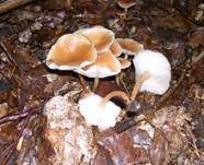 Waldfreundrübling, Foto 12