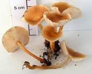 Waldfreundrübling, Foto 13
