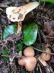Waldfreundrübling, Foto 18