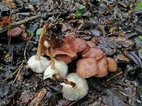 Waldfreundrübling, Foto 20