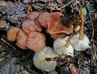 Waldfreundrübling, Foto 21
