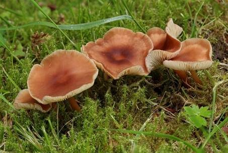 Waldfreundrübling, Foto 4