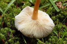 Waldfreundrübling, Foto 8