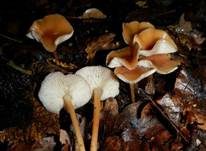Waldfreundrübling, Foto 10
