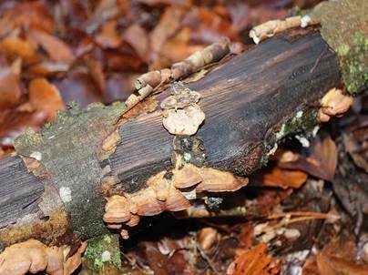 Waldmeistertramete, Foto 2
