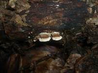 Waldmeistertramete, Foto 13