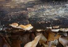 Waldmeistertramete, Foto 10