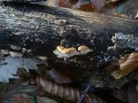 Waldmeistertramete, Foto 11