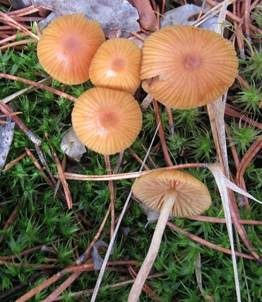 Wald-Mooshäubling, Foto 3