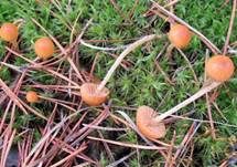 Wald-Mooshäubling, Foto 6
