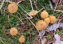 Wald-Mooshäubling, Foto 7