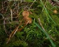 Wald-Mooshäubling, Foto 10