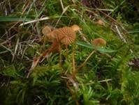 Wald-Mooshäubling, Foto 11