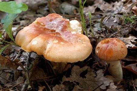 Waldschneckling, Foto 2